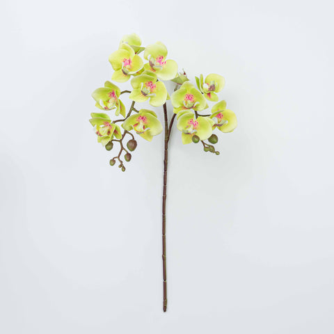 25" PHALAENOPSIS SPRAY