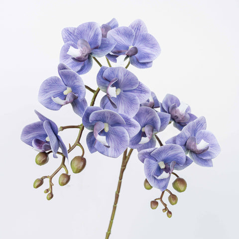 25" PHALAENOPSIS SPRAY