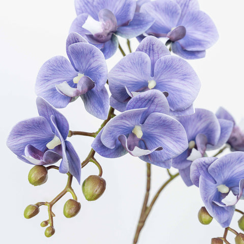 25" PHALAENOPSIS SPRAY