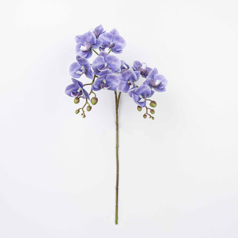25" PHALAENOPSIS SPRAY