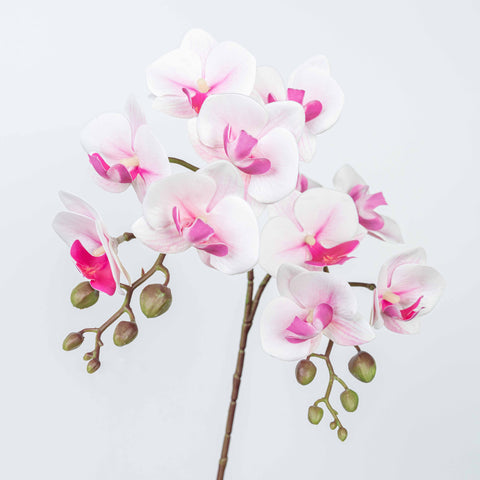 25" PHALAENOPSIS SPRAY