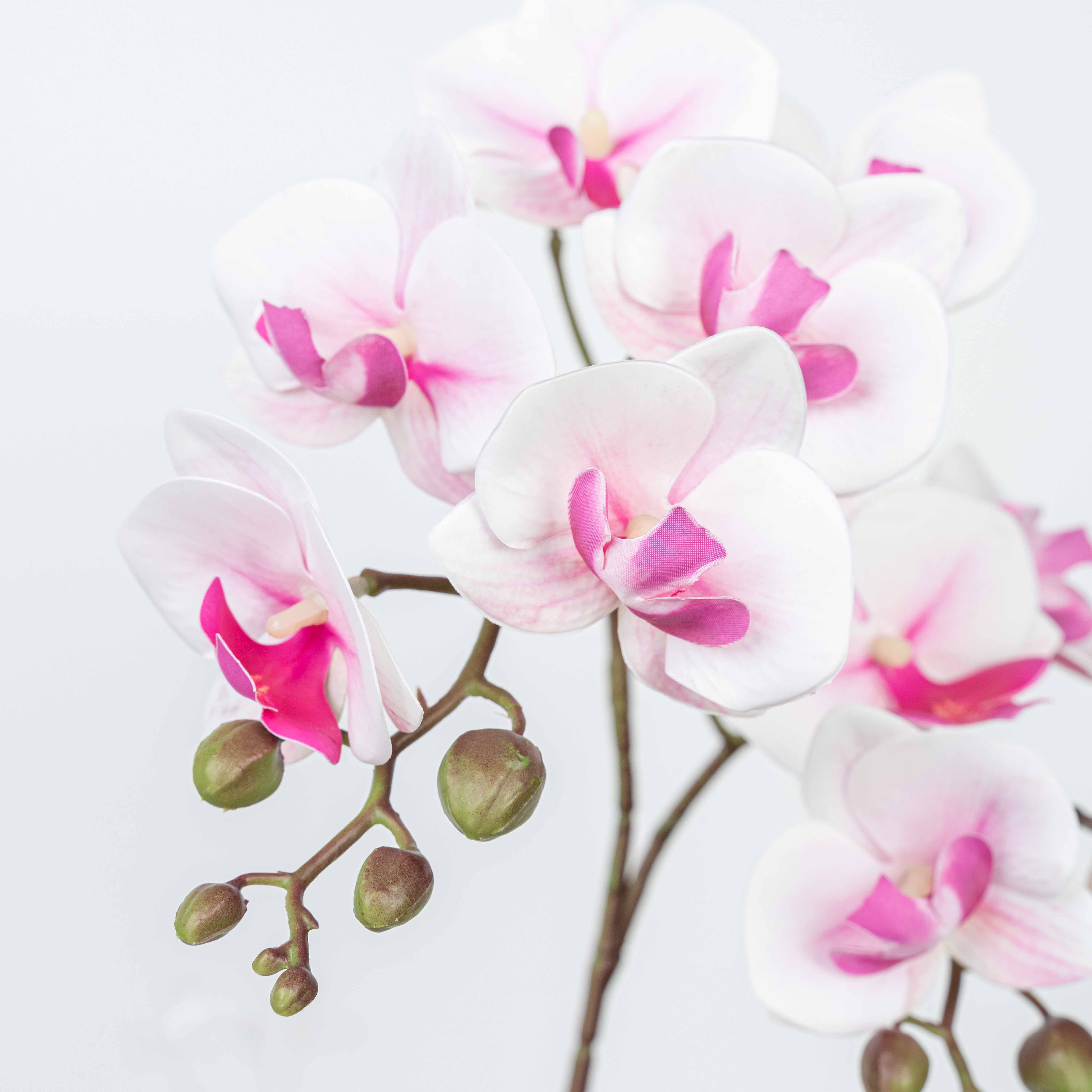 25" PHALAENOPSIS SPRAY