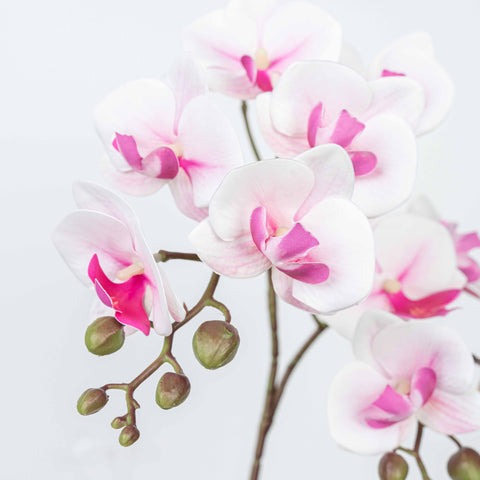 25" PHALAENOPSIS SPRAY