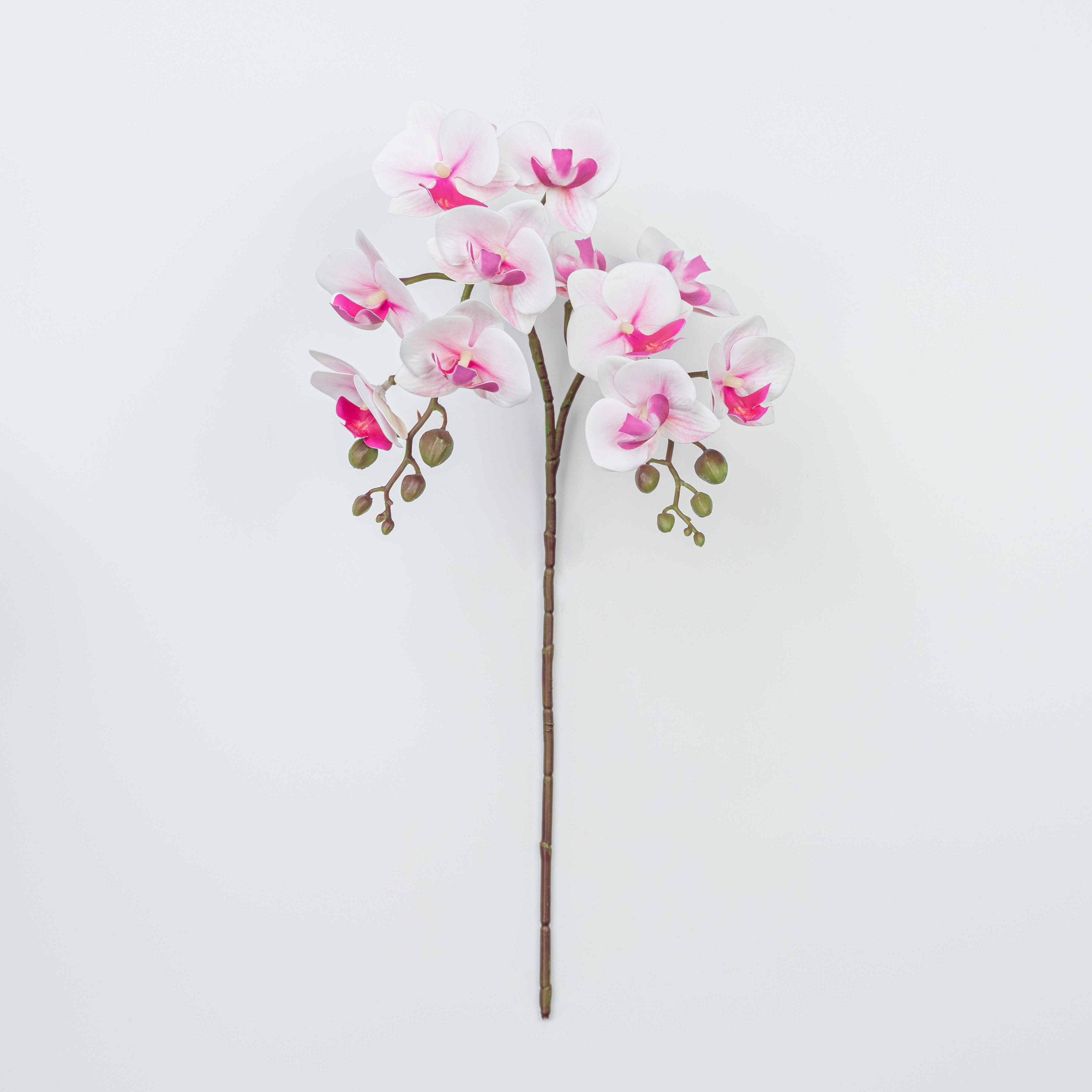 25" PHALAENOPSIS SPRAY