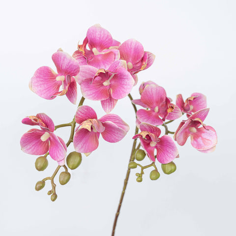 25" PHALAENOPSIS SPRAY