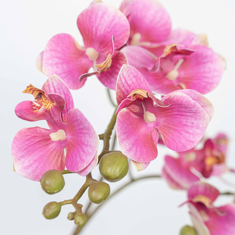 25" PHALAENOPSIS SPRAY