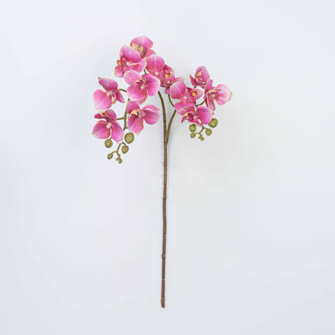 25" PHALAENOPSIS SPRAY
