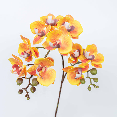 25" PHALAENOPSIS SPRAY