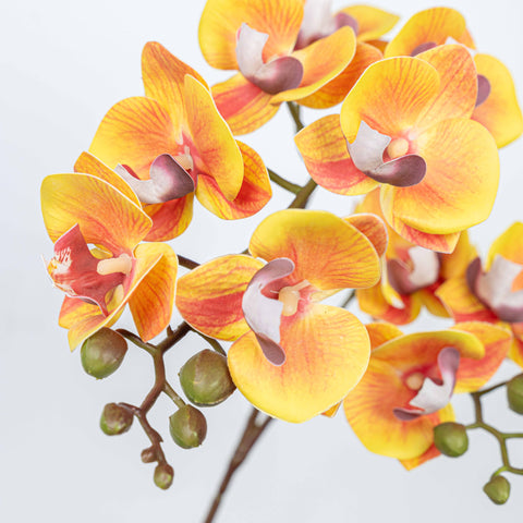 25" PHALAENOPSIS SPRAY