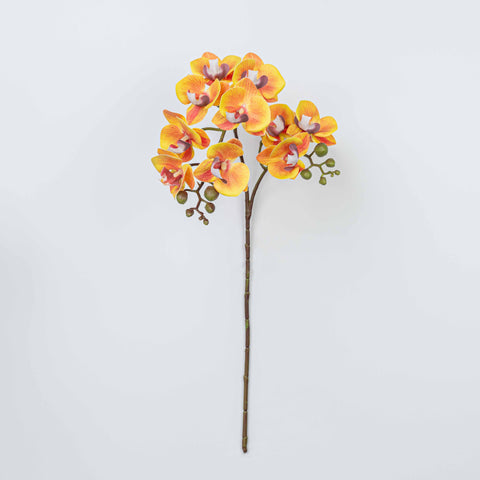 25" PHALAENOPSIS SPRAY