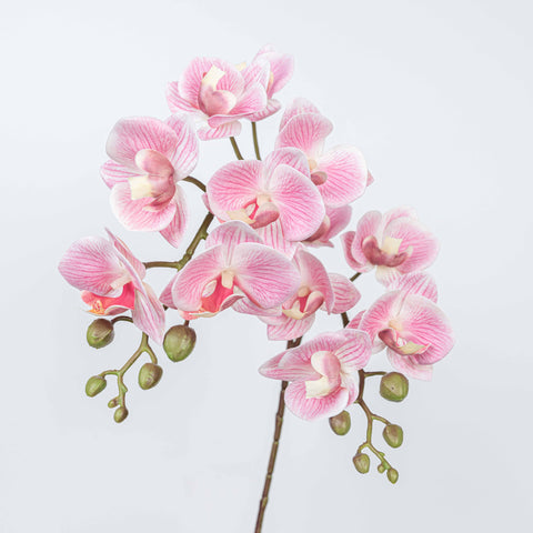 25" PHALAENOPSIS SPRAY