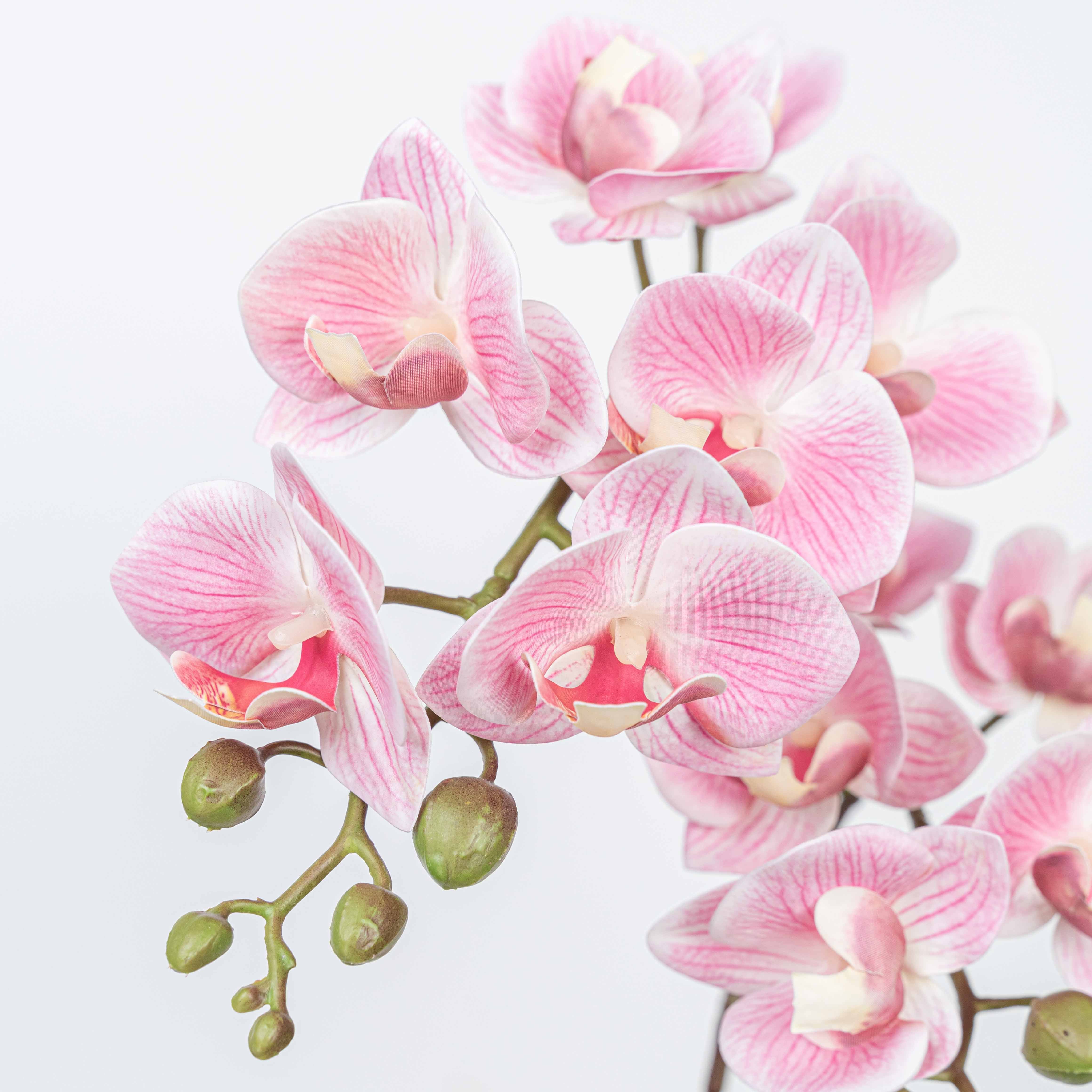 25" PHALAENOPSIS SPRAY