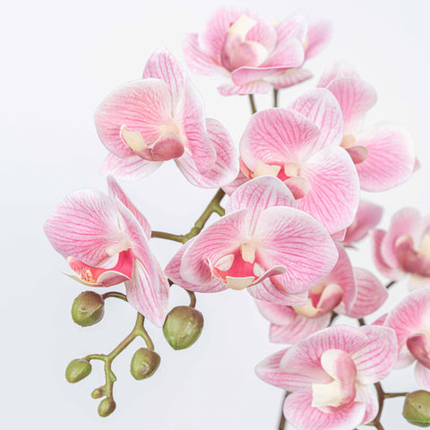 25" PHALAENOPSIS SPRAY