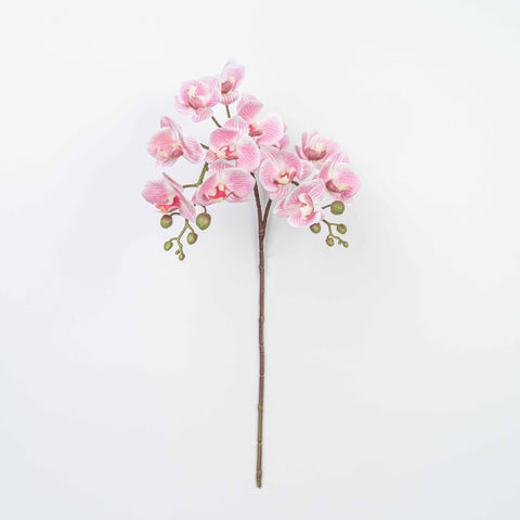 25" PHALAENOPSIS SPRAY