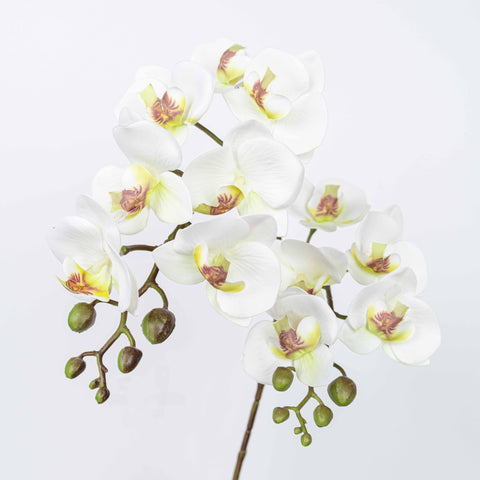 25" PHALAENOPSIS SPRAY