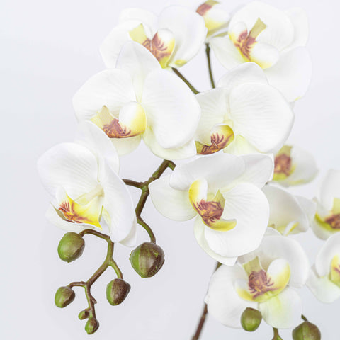 25" PHALAENOPSIS SPRAY