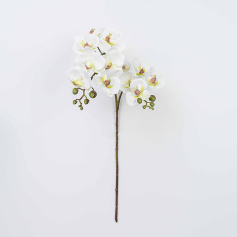 25" PHALAENOPSIS SPRAY