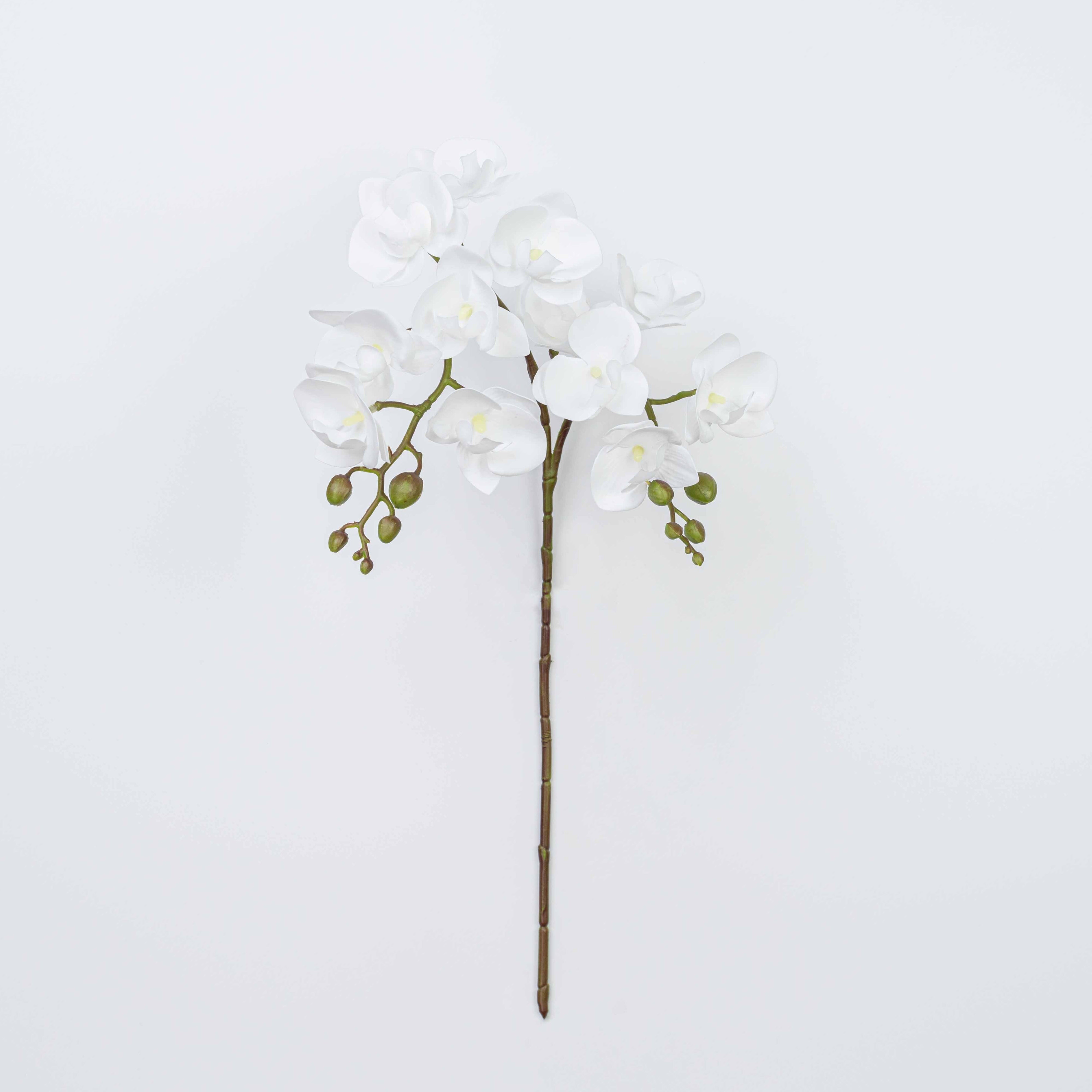 25" PHALAENOPSIS SPRAY