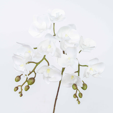 25" PHALAENOPSIS SPRAY