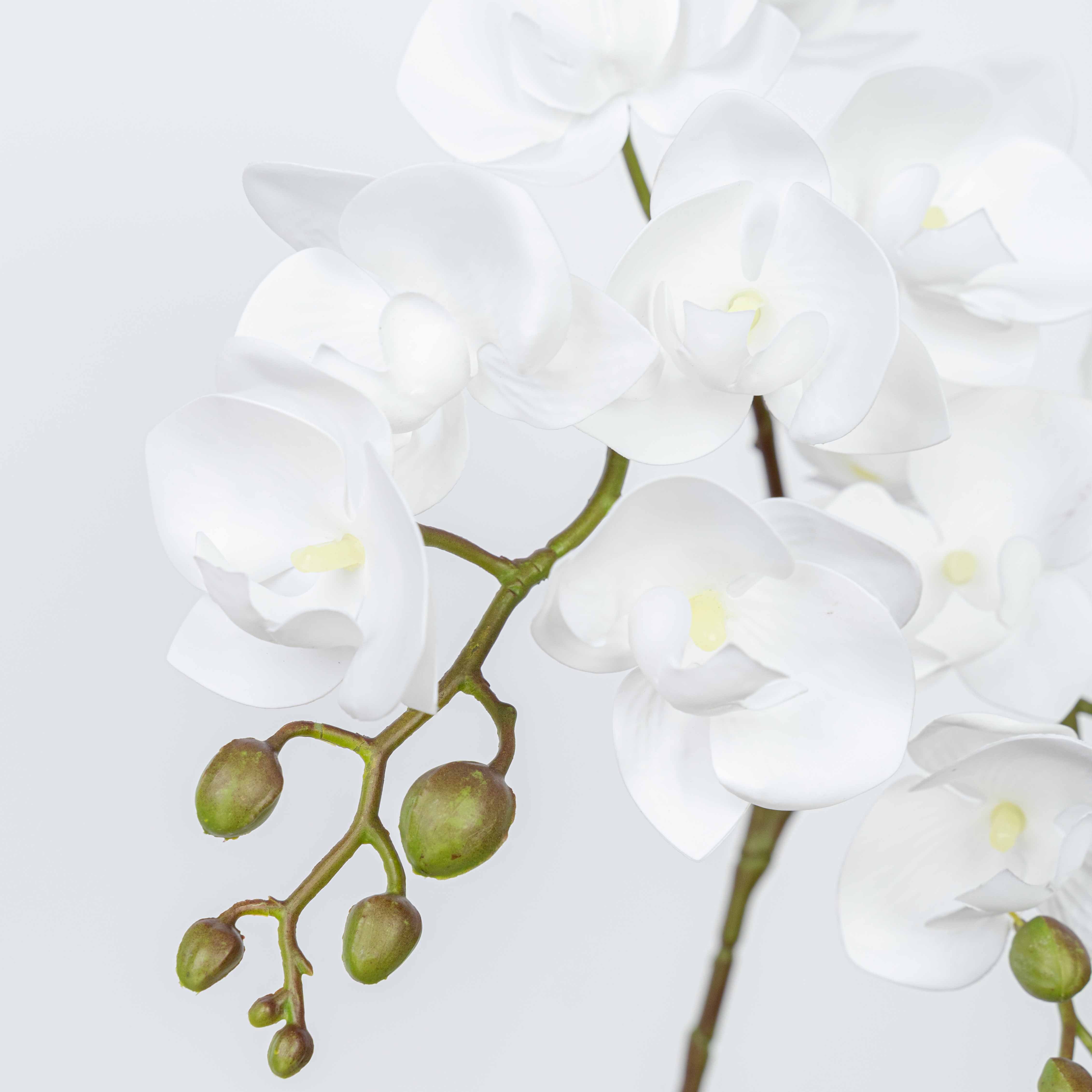 25" PHALAENOPSIS SPRAY
