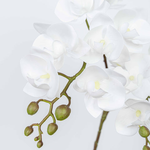 25" PHALAENOPSIS SPRAY