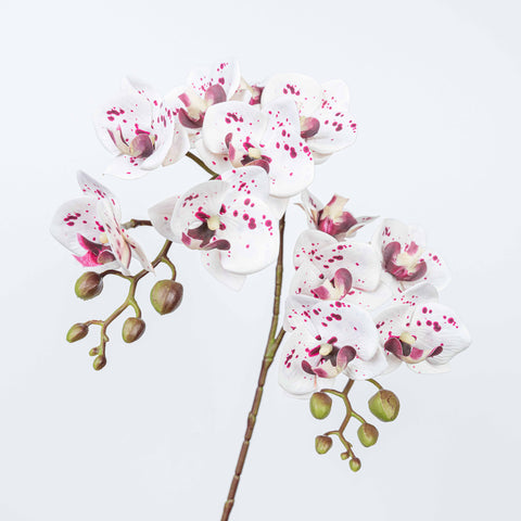 25" PHALAENOPSIS SPRAY