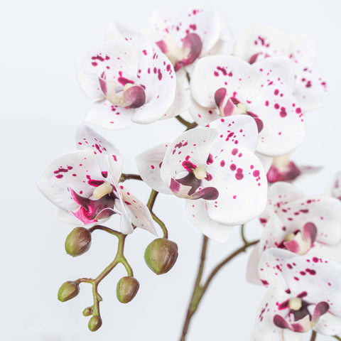 25" PHALAENOPSIS SPRAY