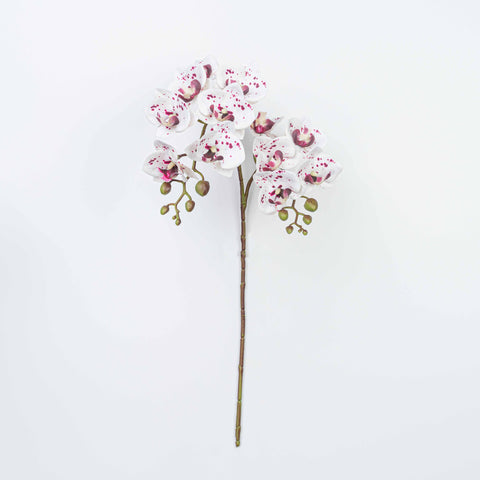25" PHALAENOPSIS SPRAY