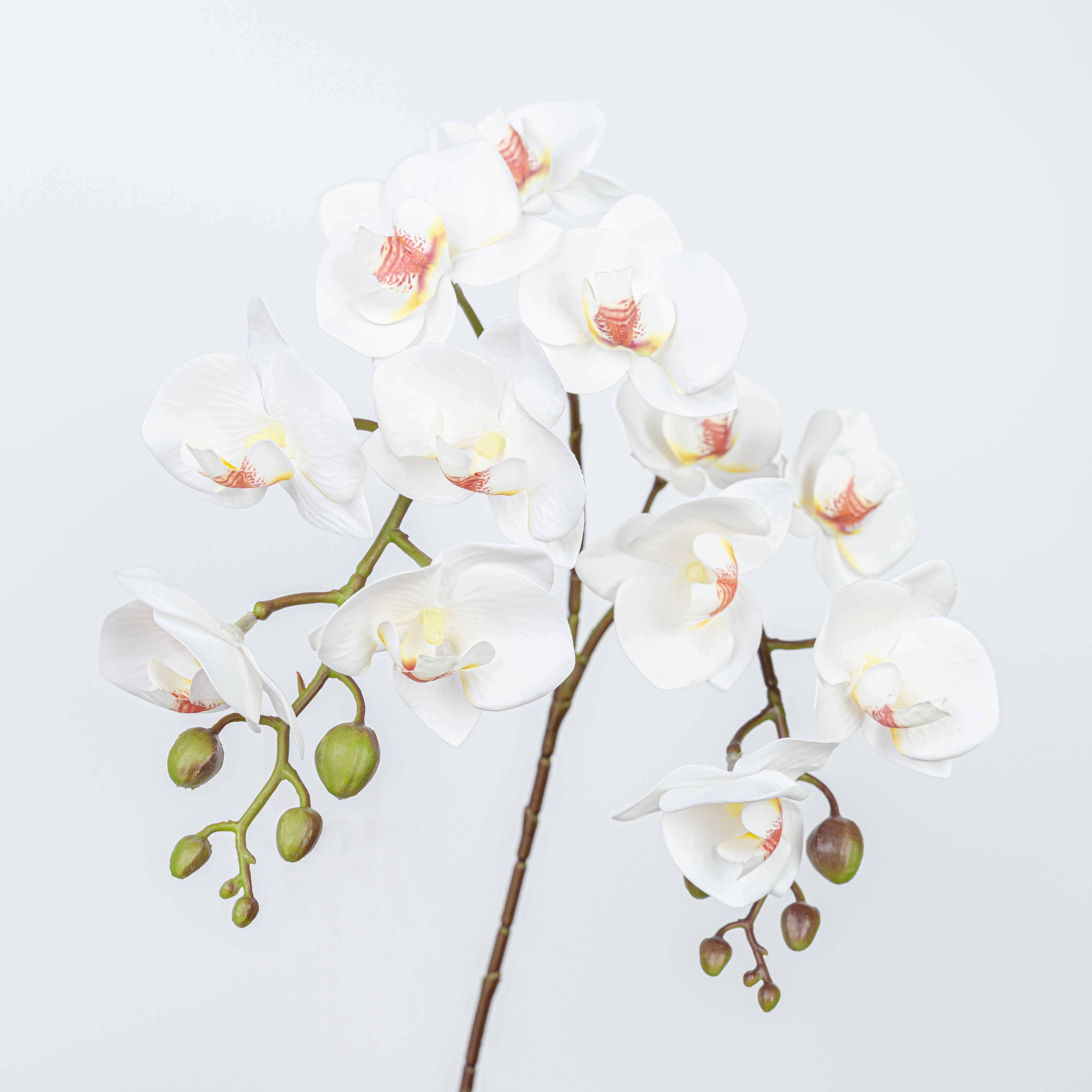 25" PHALAENOPSIS SPRAY