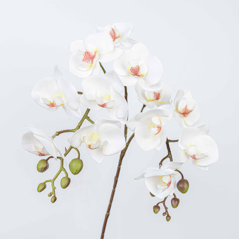 25" PHALAENOPSIS SPRAY