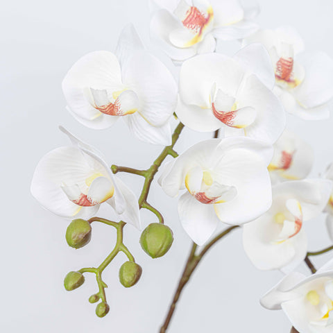 25" PHALAENOPSIS SPRAY