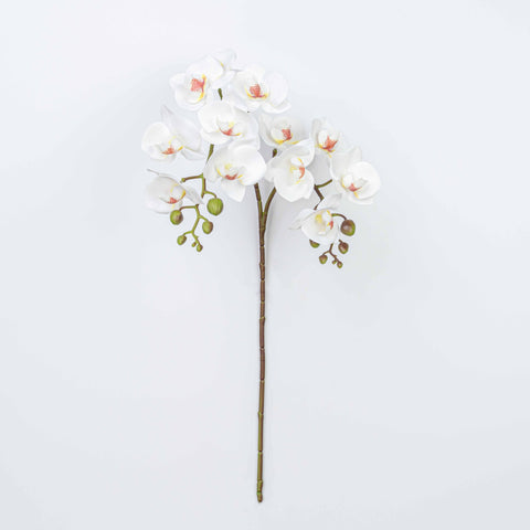 25" PHALAENOPSIS SPRAY