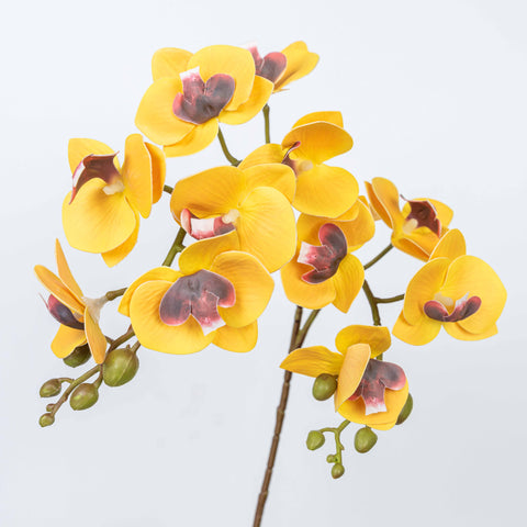 25" PHALAENOPSIS SPRAY