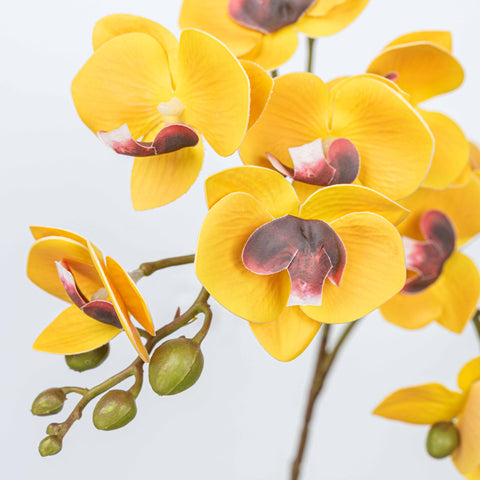 25" PHALAENOPSIS SPRAY