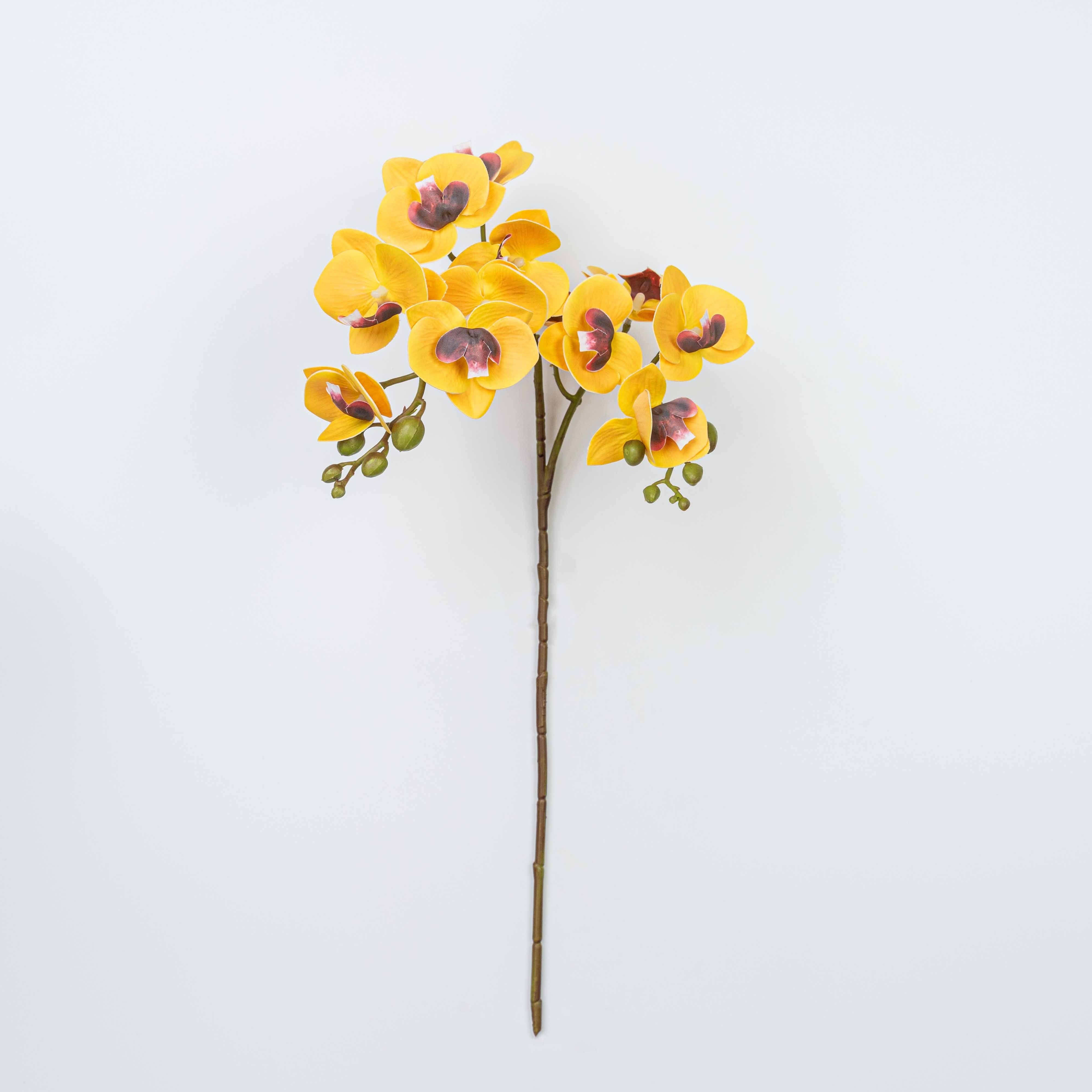 25" PHALAENOPSIS SPRAY