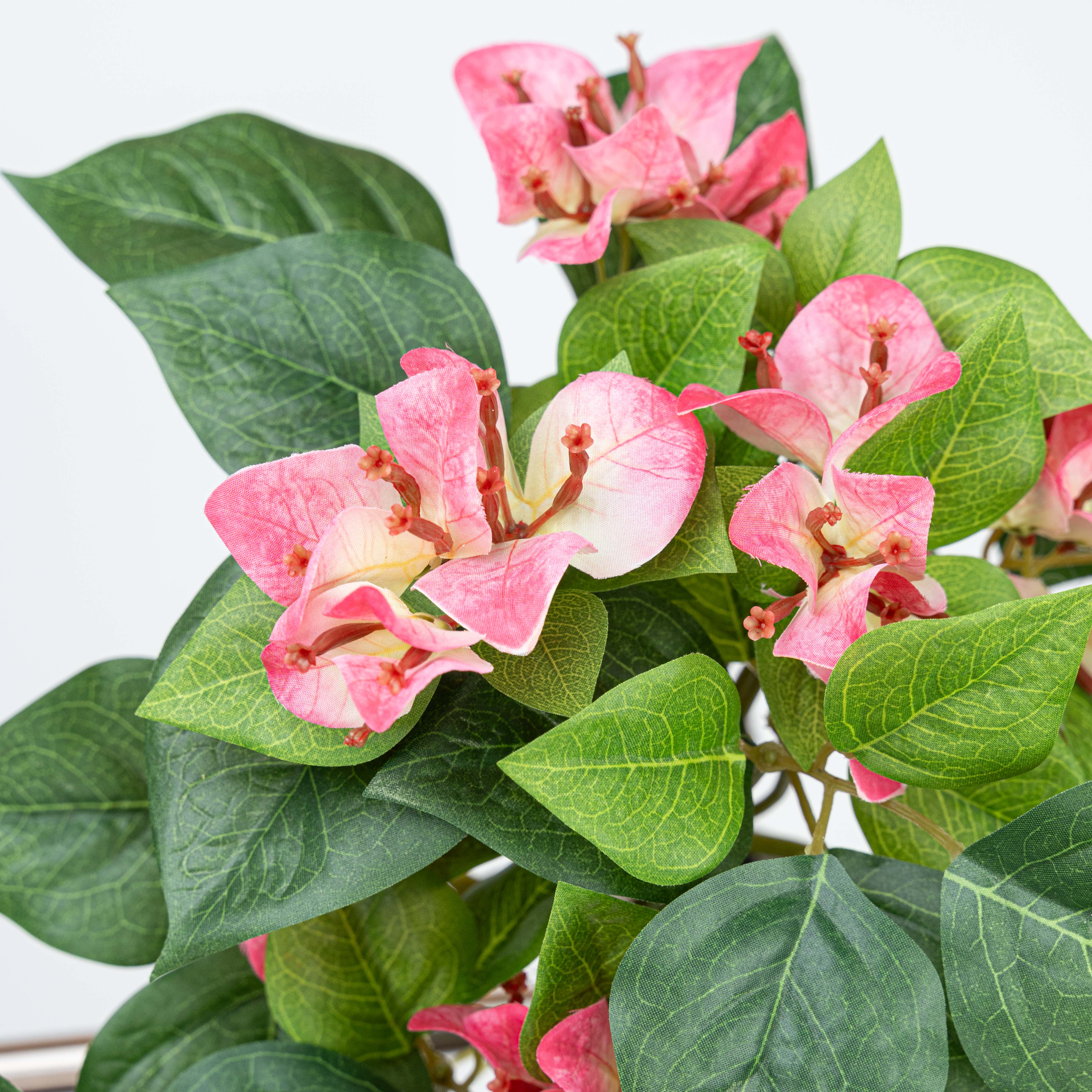 24.5" BOUGAINVILLEA BUSH