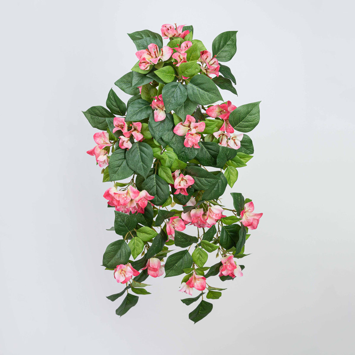 24.5" BOUGAINVILLEA BUSH