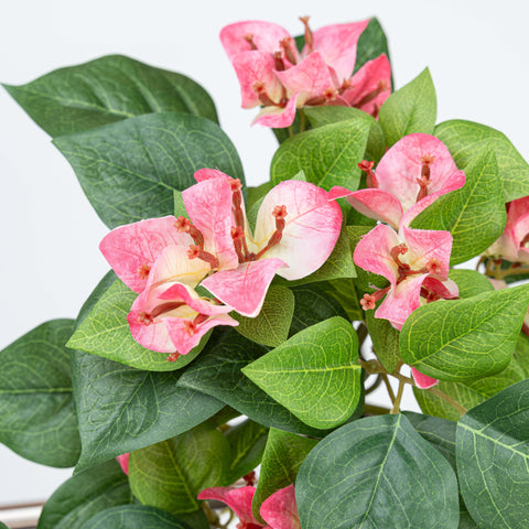 24.5" BOUGAINVILLEA BUSH