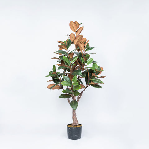 53" MAGNOLIA POTTED TREE