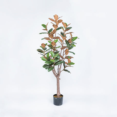 60" MAGNOLIA POTTED TREE