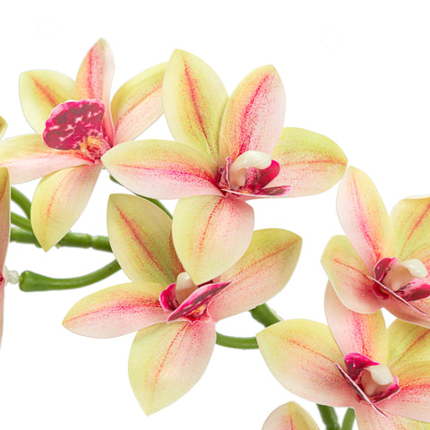 29" CYMBIDIUM ORCHID SPRAY