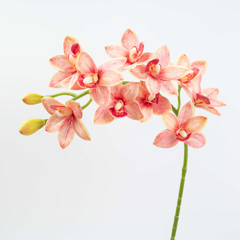 29" CYMBIDIUM ORCHID SPRAY