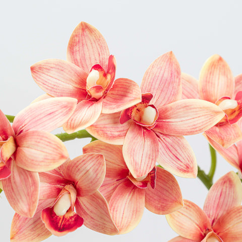 29" CYMBIDIUM ORCHID SPRAY