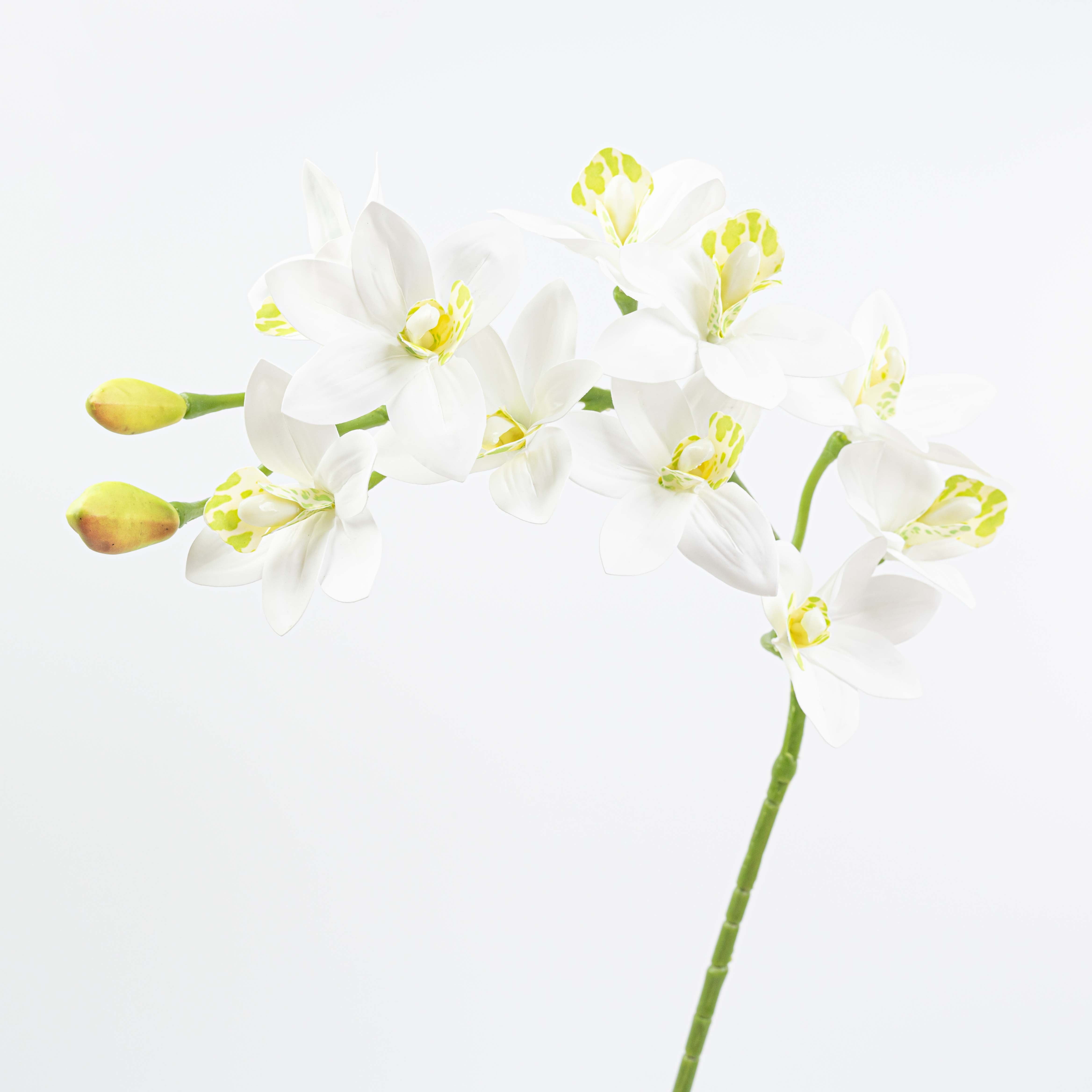 29" CYMBIDIUM ORCHID SPRAY