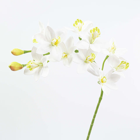 29" CYMBIDIUM ORCHID SPRAY