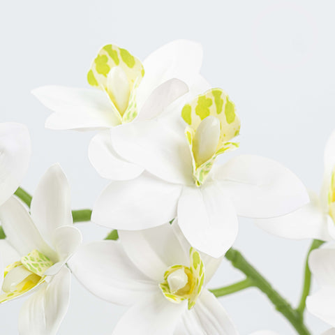 29" CYMBIDIUM ORCHID SPRAY