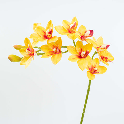 29" CYMBIDIUM ORCHID SPRAY