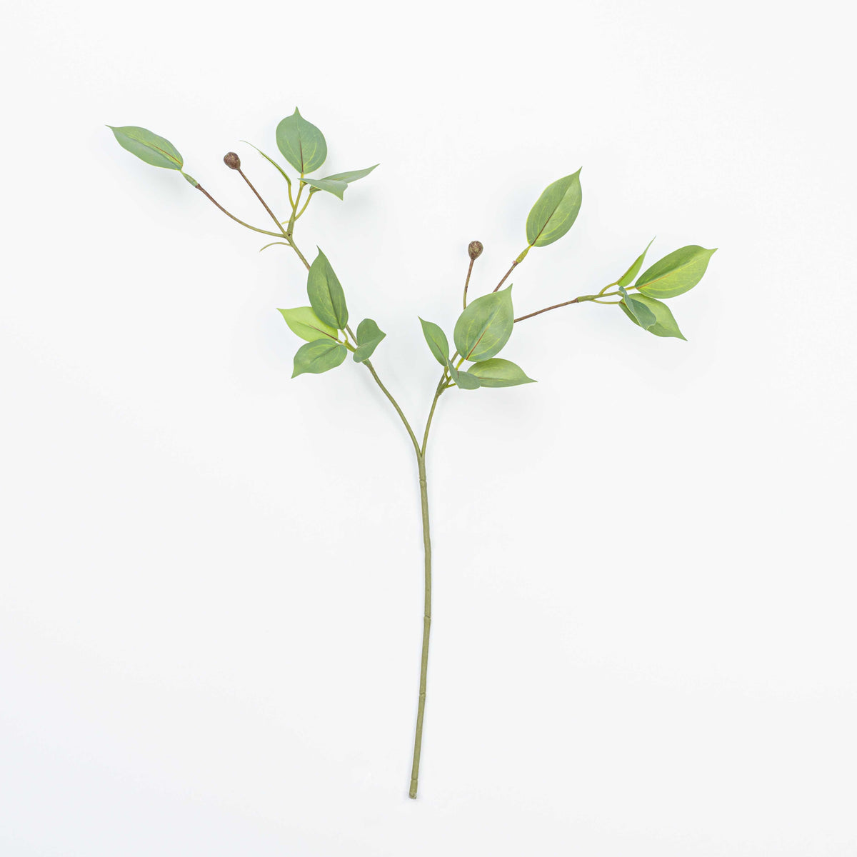 19" WILD EUYNOMUS CLIPPINGS