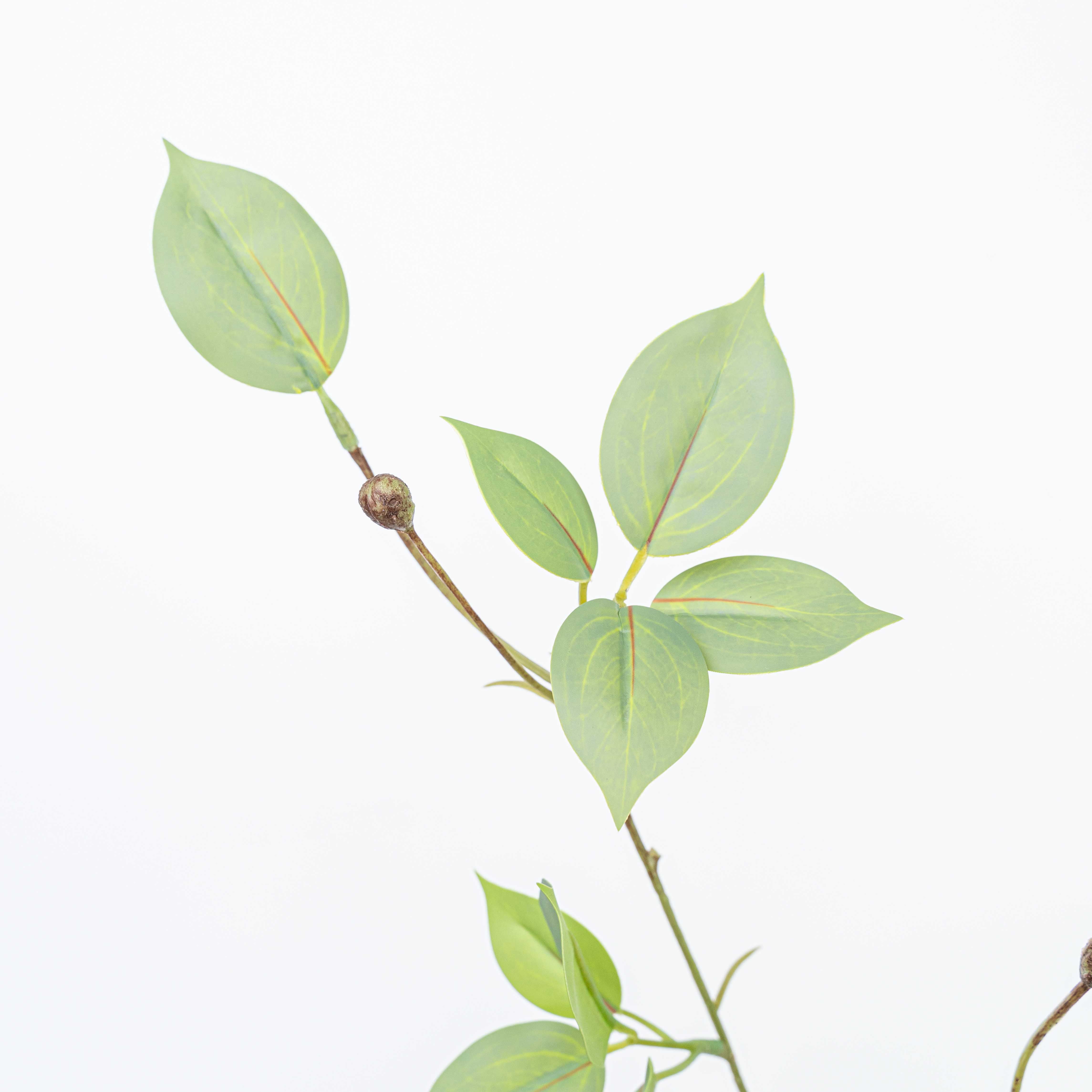 19" WILD EUYNOMUS CLIPPINGS