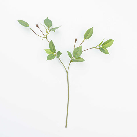 19" WILD EUYNOMUS CLIPPINGS